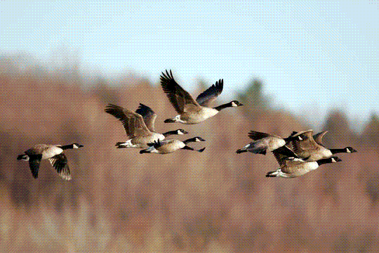 Image of flying geese